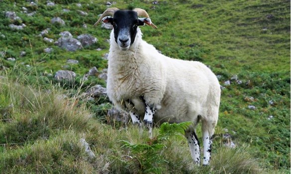 A sheep with horns stood on a mountain side